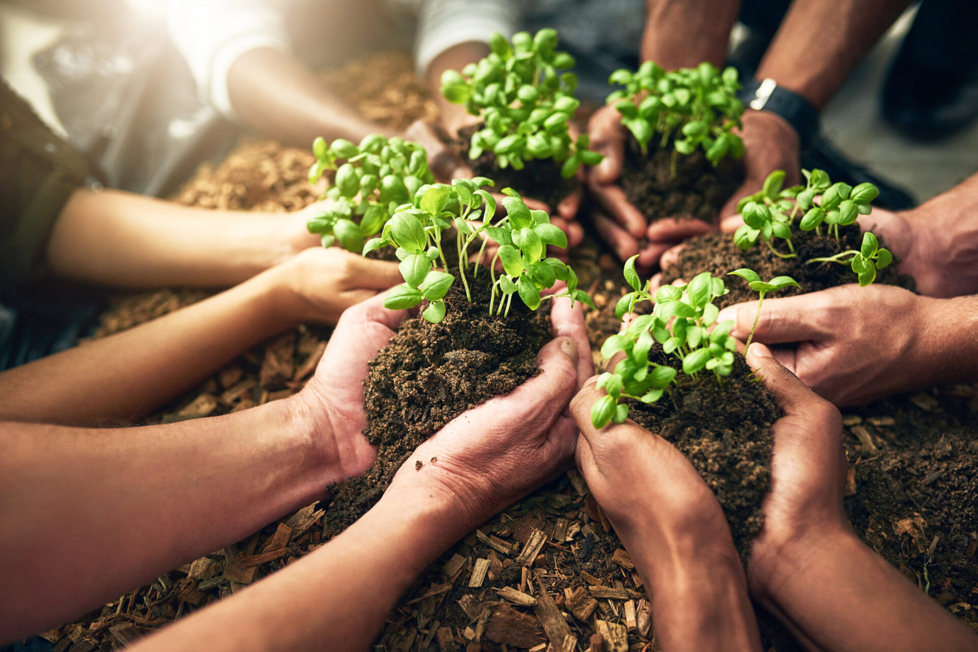 a group of unrecognizable people holding plants growing in soil
